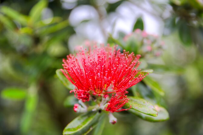 Castle, Coast & City Tour - 8 pax max - Castle Entrance Included - Otago Peninsula: the scenic heart of the route