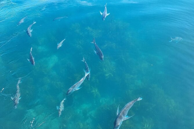 Cathedral Cove 2 Hour Guided Tour Explore Marine Wonders - Who should book this Coromandel cruise?
