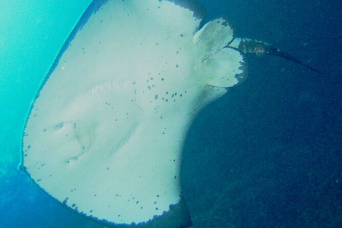 Cathedral Cove Dive & Snorkel- Marine Reserve specialised trips - Why this Hahei snorkel trip is different