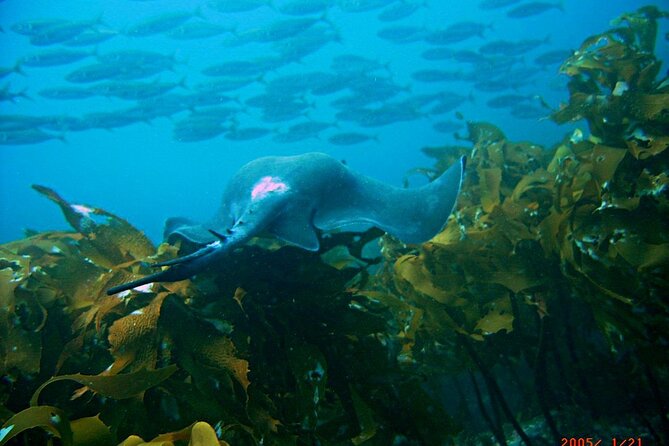 Cathedral Cove Dive & Snorkel- Marine Reserve specialised trips - What the two-hour schedule feels like
