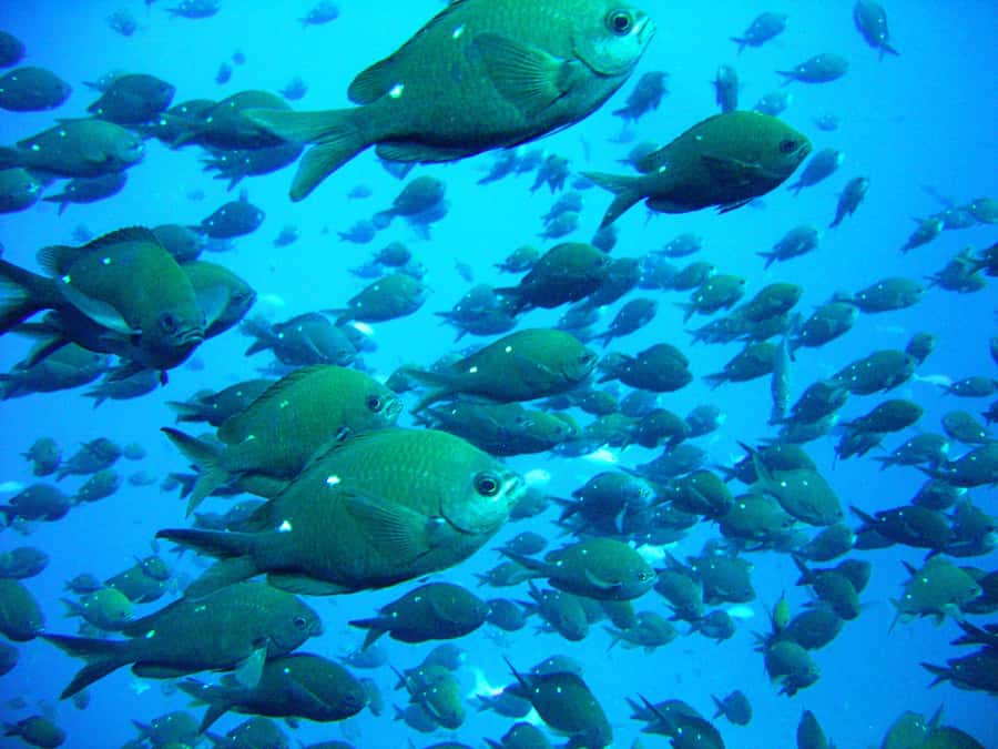 Cathedral Cove Marine Reserve: Snorkeling Boat Trip - Finding the right snorkeling site