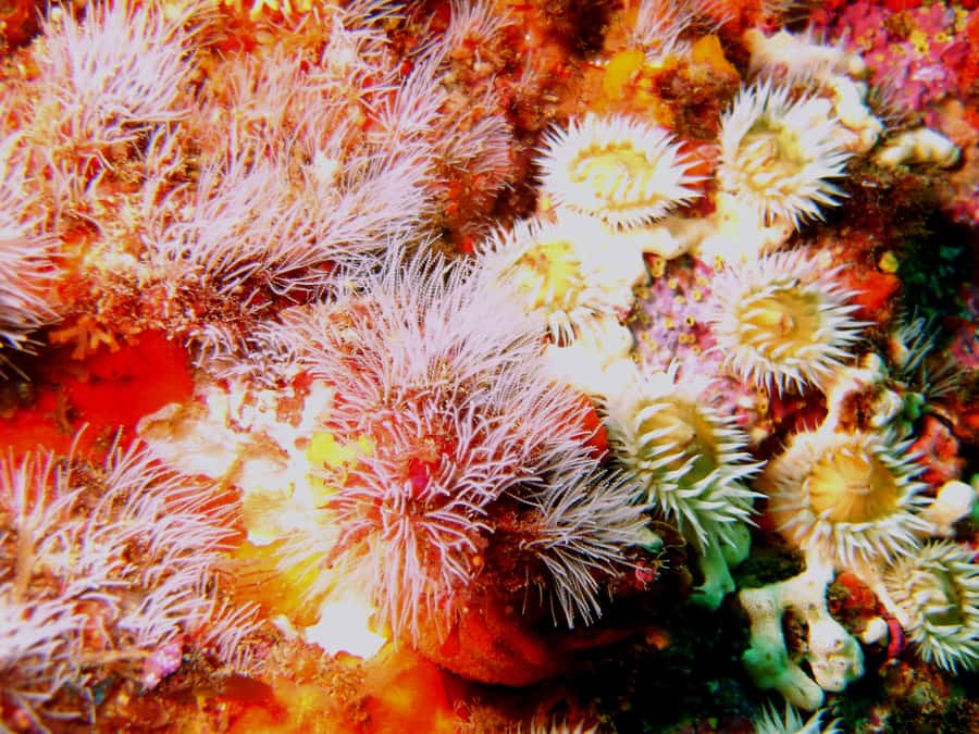 Cathedral Cove Marine Reserve: Snorkeling Boat Trip - Who will enjoy this trip most