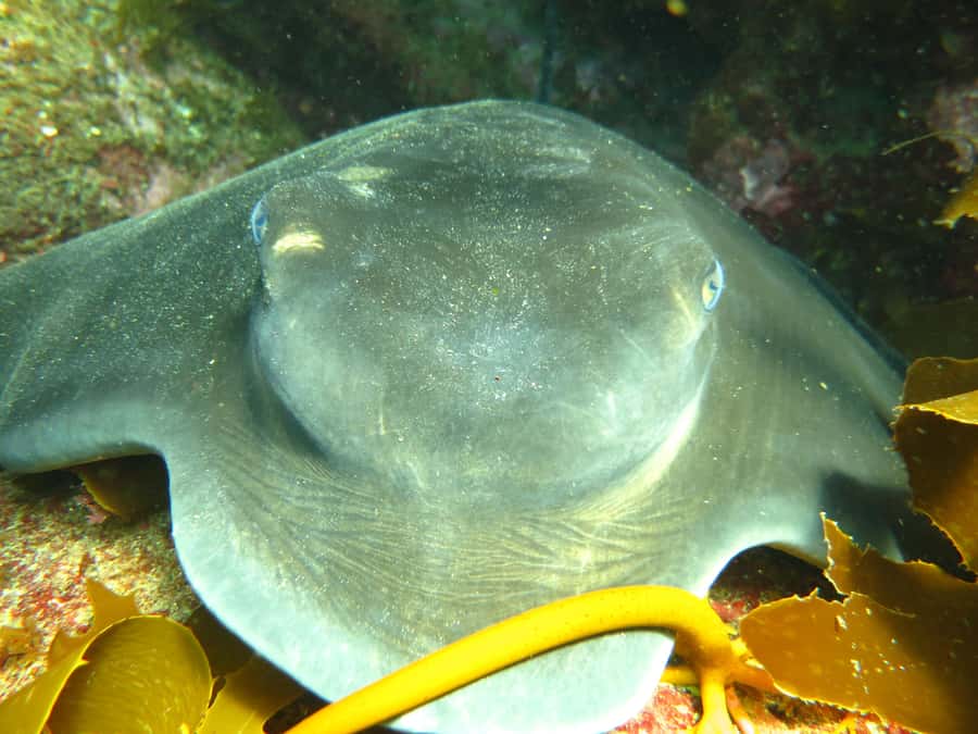 Cathedral Cove Marine Reserve: Snorkeling Boat Trip - Practical details that shape the day