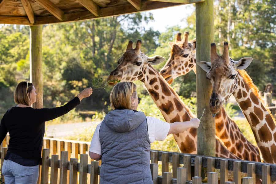 Christchurch: Orana Wildlife Park Admission - Key points to know before you go
