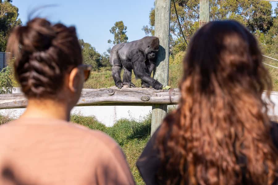 Christchurch: Orana Wildlife Park Admission - Why Orana works better than a quick zoo visit