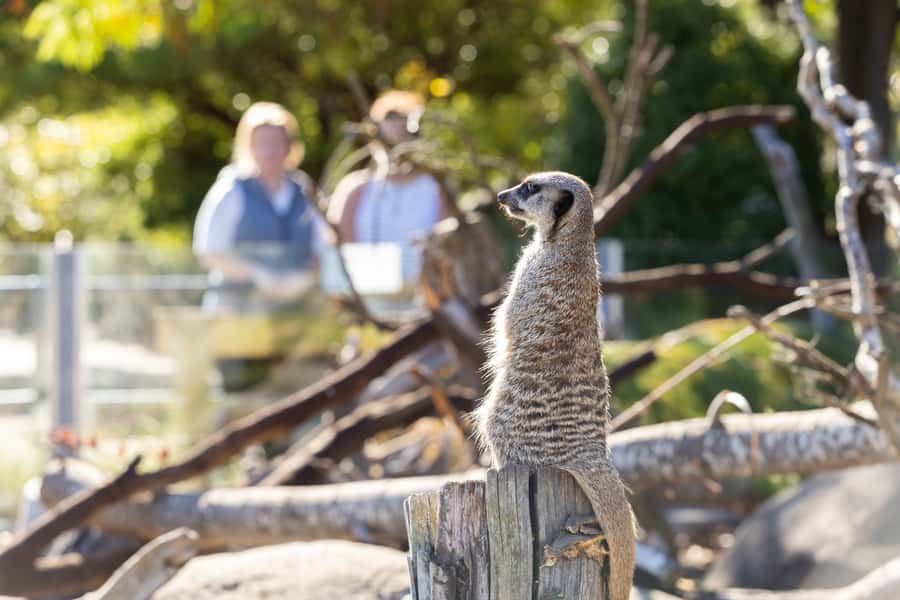 Christchurch: Orana Wildlife Park Admission - Hand-feeding giraffes up close