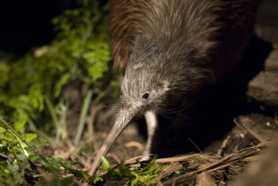 Christchurch: Orana Wildlife Park Admission - Start with the 10:45 AM presentation schedule