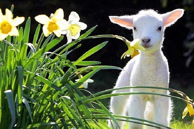 Christchurch Sheep Farm Visit - A working farm, not a staged animal show