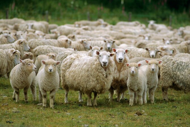 Christchurch Sheep Farm Visit - Tea, shortbread, and a little New Zealand conversation