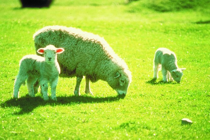 Christchurch Sheep Farm Visit - Who will get the most from this visit