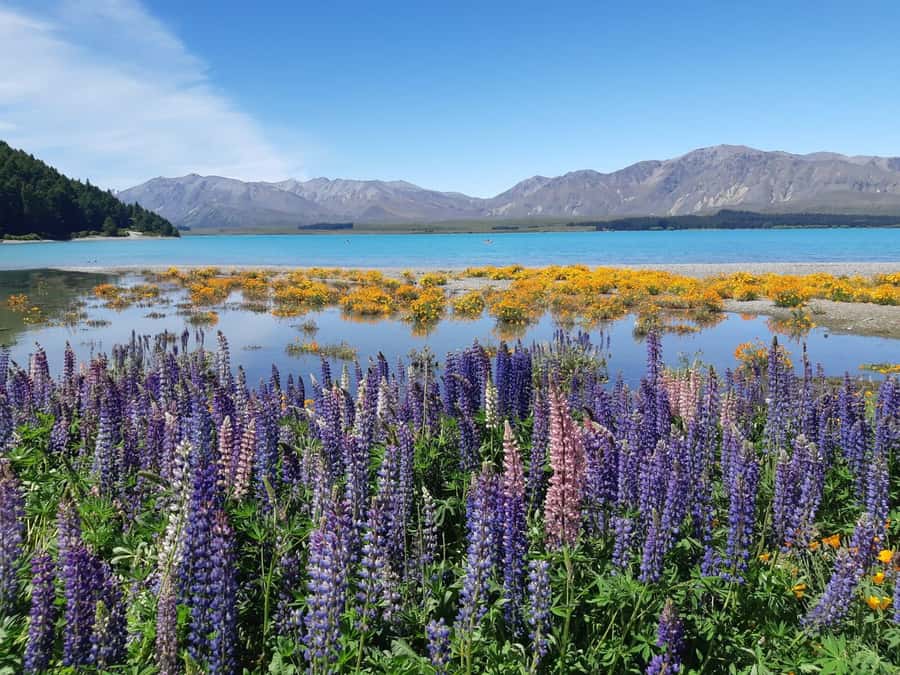 Christchurch: to Queenstown via Mt Cook 1 Way Tour - Two hours in Aoraki/Mt Cook National Park