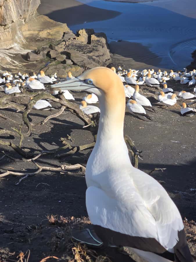 “City & Coast & Country” – A Relaxed Day Tour from Auckland - Arataki Visitor Centre and the kauri country