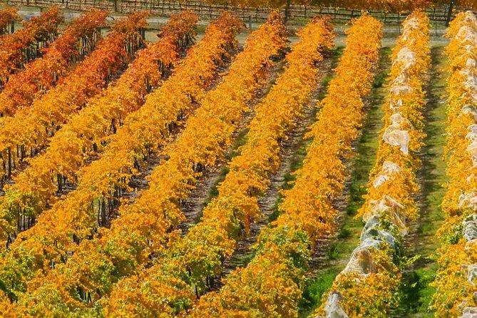 Classic Wanaka Wine Tour - 11:00 am pickup keeps the day simple