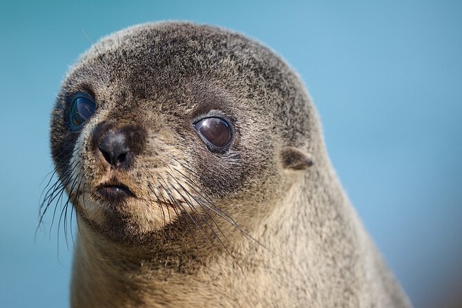 Clearwater Private Penguin & Wildlife Tour from Port Otago (5hrs) - Birds, albatross, and the changing coast