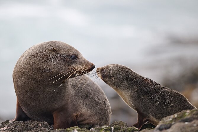 Clearwater Private Penguin & Wildlife Tour from Port Otago (5hrs) - What the 4WD ride adds