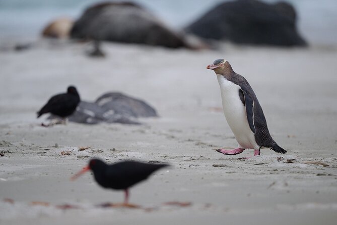 Clearwater Private Penguin & Wildlife Tour from Port Otago (5hrs) - The guide and the quality of the commentary