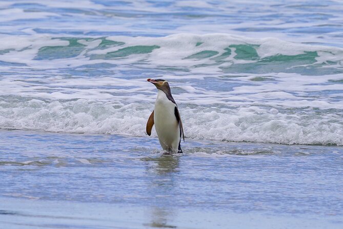 Clearwater Private Penguin & Wildlife Tour from Port Otago (5hrs) - The working farm route to Cape Saunders