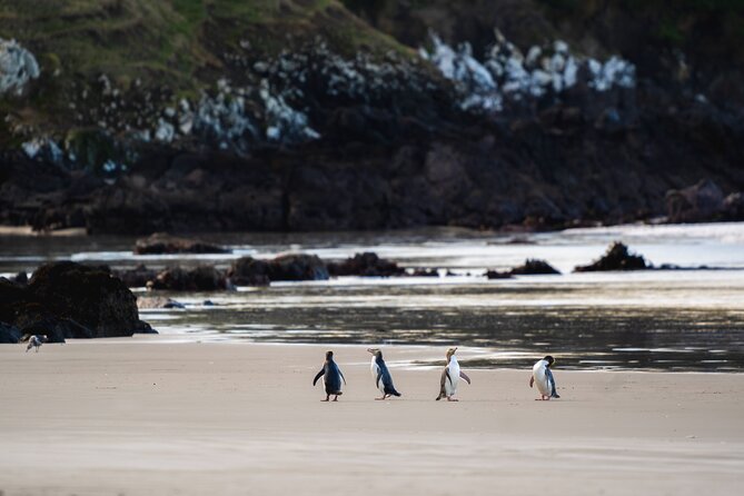 Clearwater Wildlife Tours (small group 10max) Otago Peninsula - Key points to know before you book