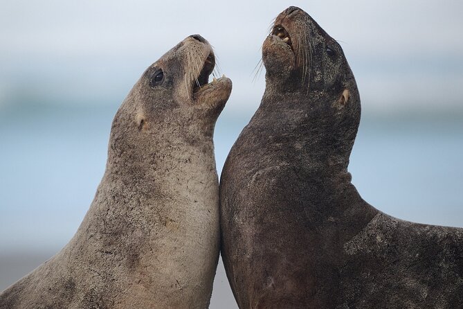 Clearwater Wildlife Tours (small group 10max) Otago Peninsula - Leaving Dunedin for the wild Otago coast