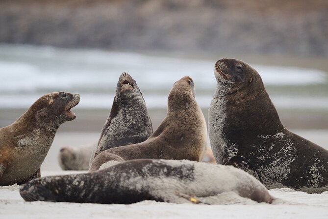 Clearwater Wildlife Tours (small group 10max) Otago Peninsula - Birds, beaches, and the art of spotting wildlife
