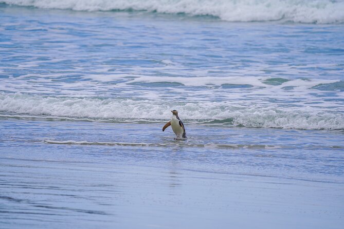 Clearwater Wildlife Tours (small group 10max) Otago Peninsula - How to prepare for a four-hour outdoor outing