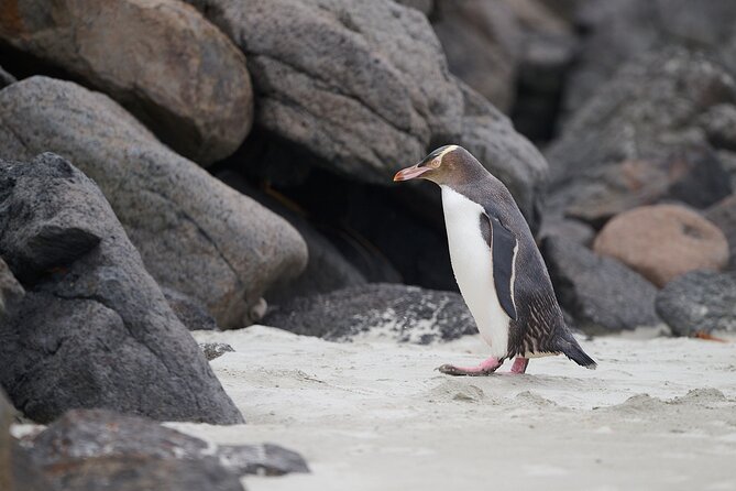 Clearwater Wildlife Tours (small group 10max) Otago Peninsula - Who will enjoy Clearwater most