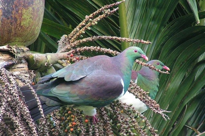 Coast and Rainforest Eco-Tour from Auckland with Picnic Lunch - The Waitakere rainforest walk slows the pace
