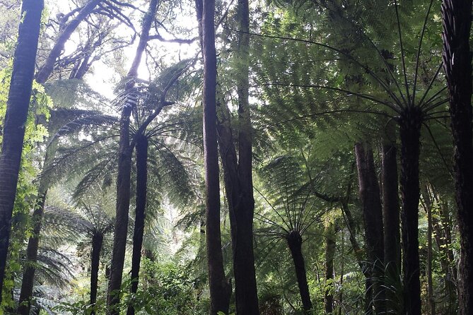 Coast and Rainforest Eco-Tour from Auckland with Picnic Lunch - Price, timing, and what the $192.38 covers