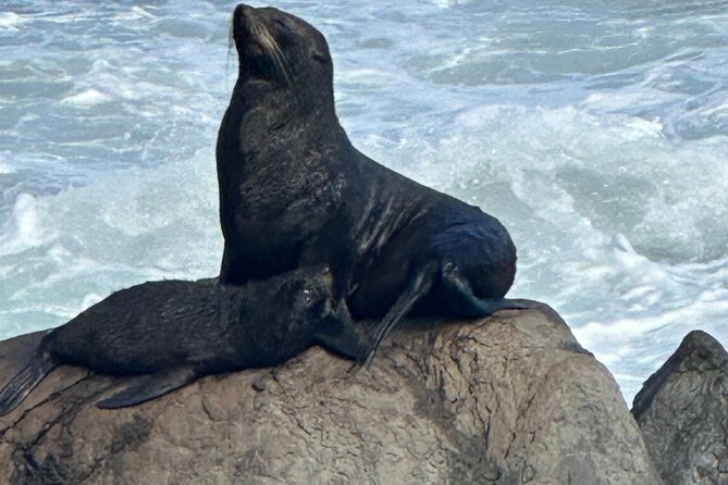 Coastal Connoisseur Wellington to Wairarapa Wine & Seal safari - From Wellington to Wairarapa in one long day