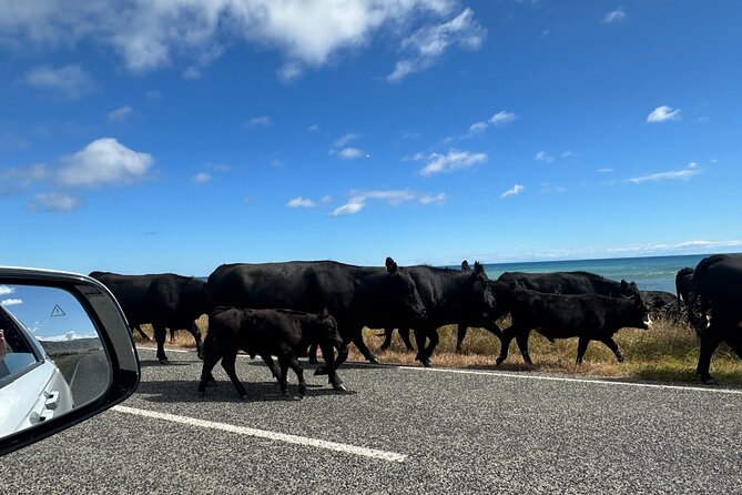 Coastal Connoisseur Wellington to Wairarapa Wine & Seal safari - Three vineyards and the value of comparison