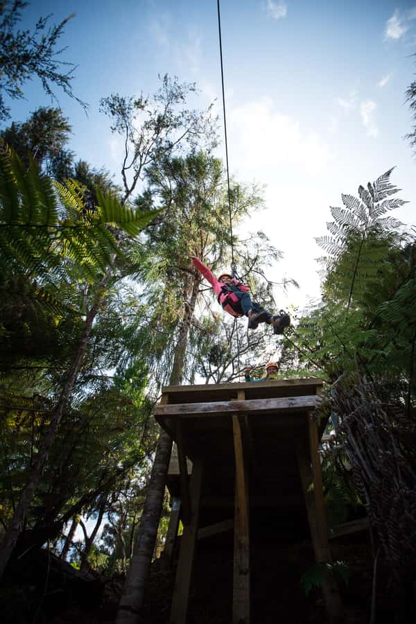 Coromandel: Guided Zipline Tour Experience - What you learn between the platforms