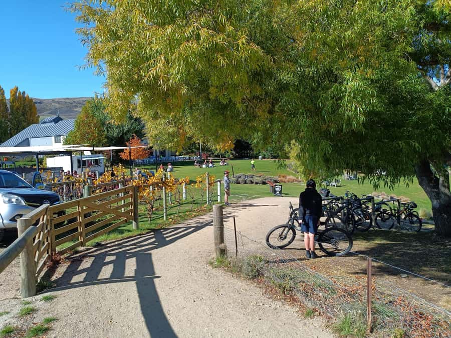 Cromwell: Lake Dunstan Trail Bike Rental and Luxury Shuttle - Arriving in Clyde