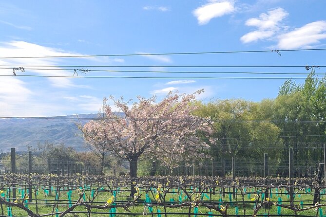 Cromwell Wine Tasting Tour using Classic Car - Winery visits without a crowded schedule