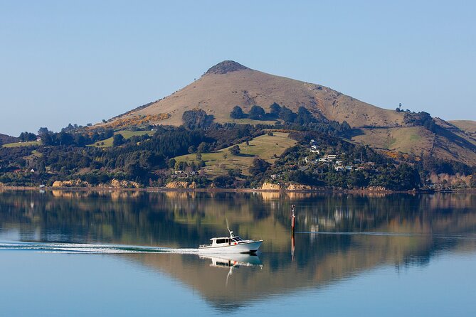 Cruise Dunedin City and Castle Tour - The return to Port Chalmers