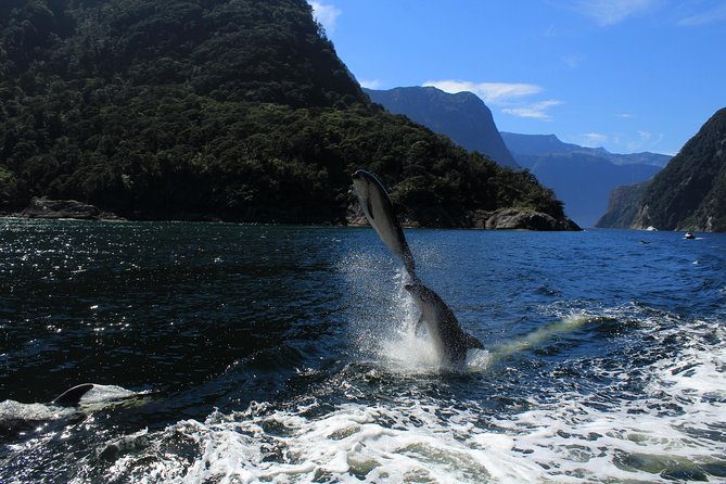 Cruise Milford NZ Small Boutique Cruise Experience - How this cruise compares on value