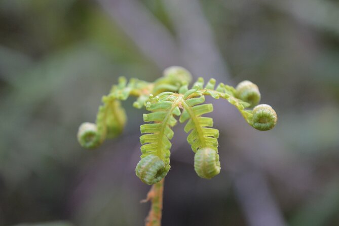 Cruise & Rainforest Walk - Franz Josef Glacier - How hard is the walk?