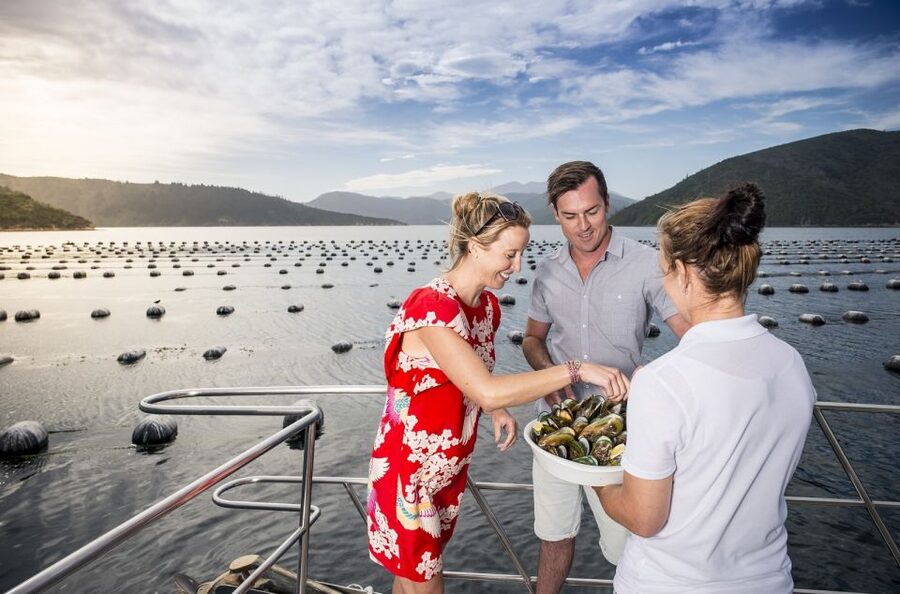 Depart Picton: Marlborough Sounds Afternoon Seafood Cruise - Should you book the Marlborough Sounds seafood cruise?