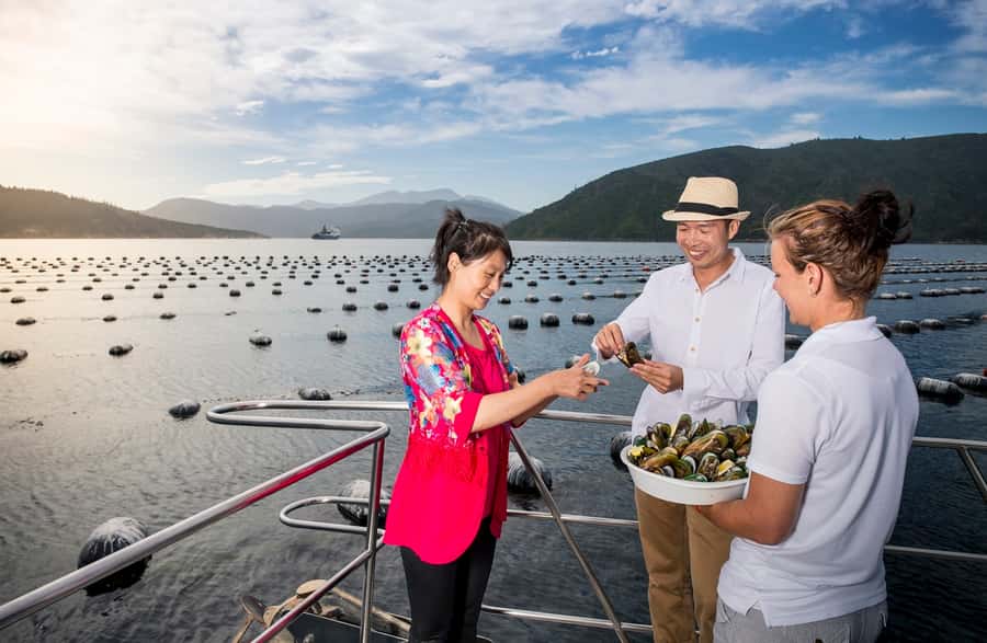 Depart Picton: Marlborough Sounds Afternoon Seafood Cruise - Is $92 good value?
