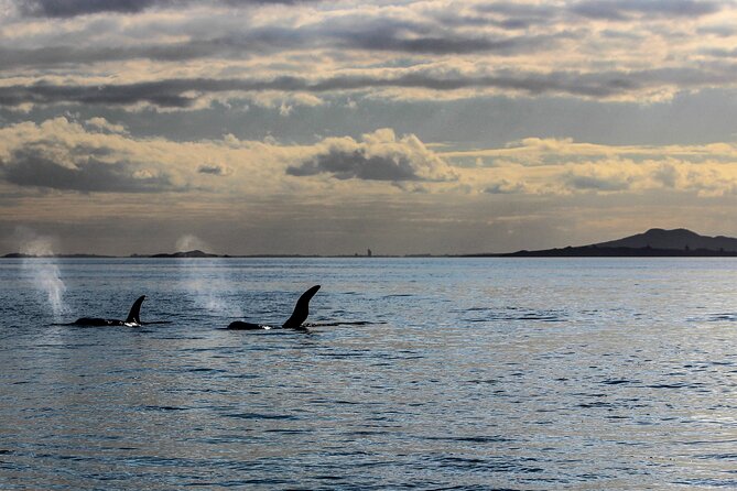 Discover Auckland City Tour: The City of Sails - MJ Savage Memorial Park and Māori context