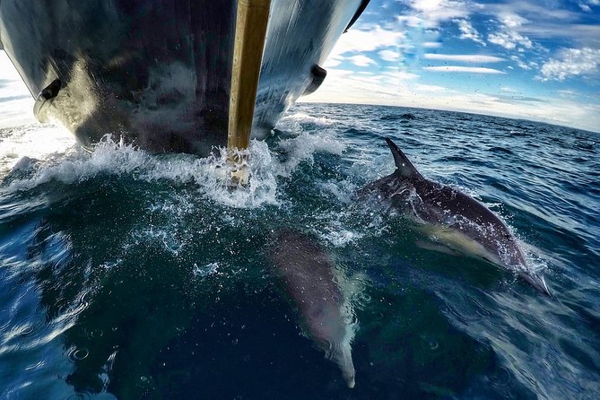 Dolphin & Wildlife Encounters - Reading the route from Mount Maunganui to Mayor Island