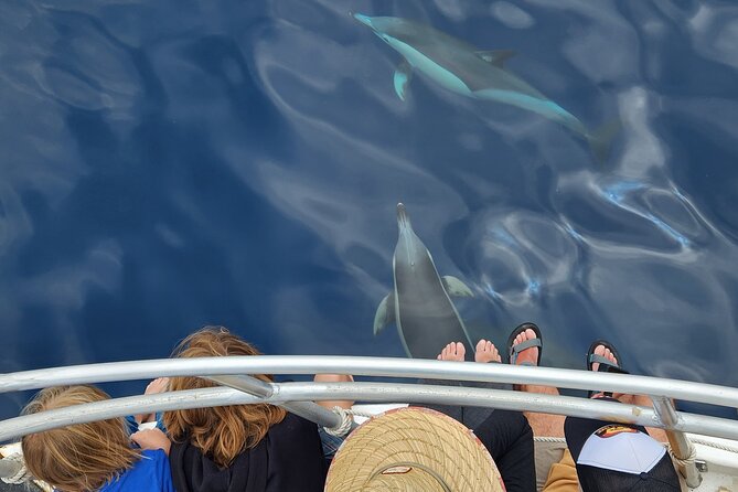 Dolphin & Wildlife Encounters - Why the crew matters on a wildlife cruise