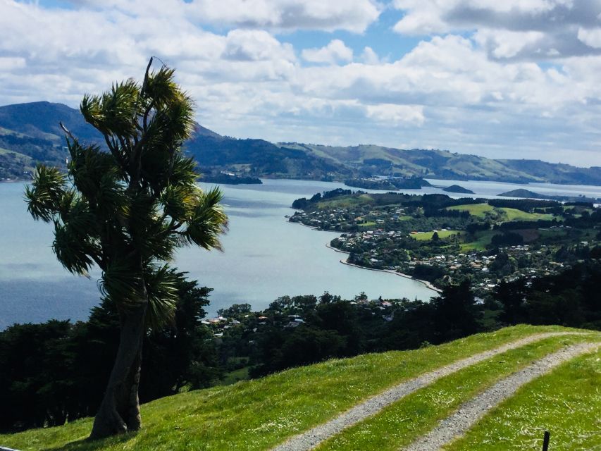 Dunedin: City Highlights and Otago Peninsula Scenery - Highcliff Road brings the peninsula into view