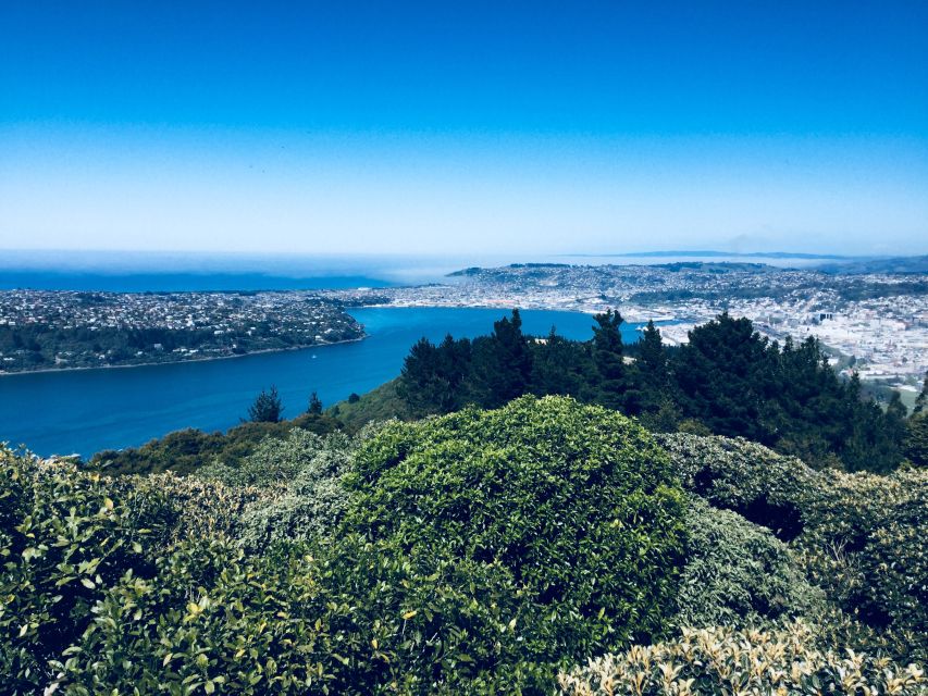 Dunedin: City Highlights and Otago Peninsula Scenery - Who should book this half-day outing