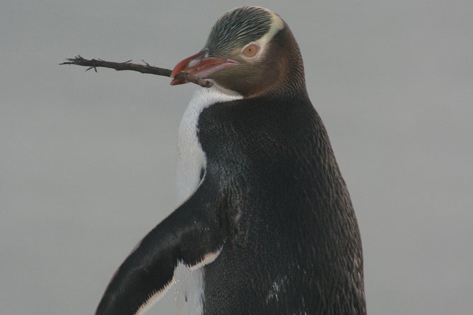 Dunedin City Highlights, Otago Peninsula Scenery & a Guided Penguin Reserve Tour - Baldwin Street: a ten-minute photo stop