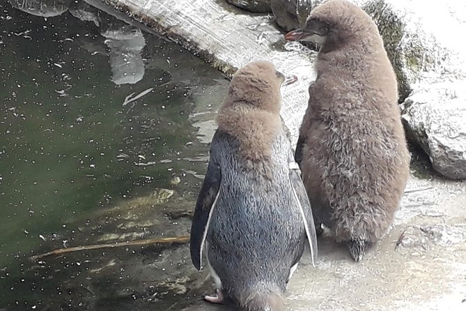 Dunedin City Highlights, Otago Peninsula Scenery & a Guided Penguin Reserve Tour - OPERA reserve: conservation first, penguins second