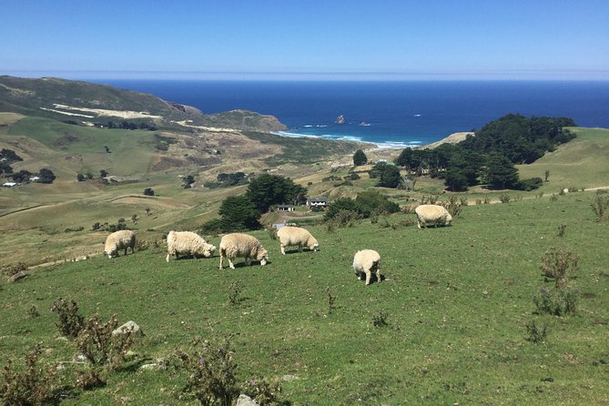 Dunedin City Highlights, Otago Peninsula Scenery & a Guided Penguin Reserve Tour - What the $198.58 price buys you