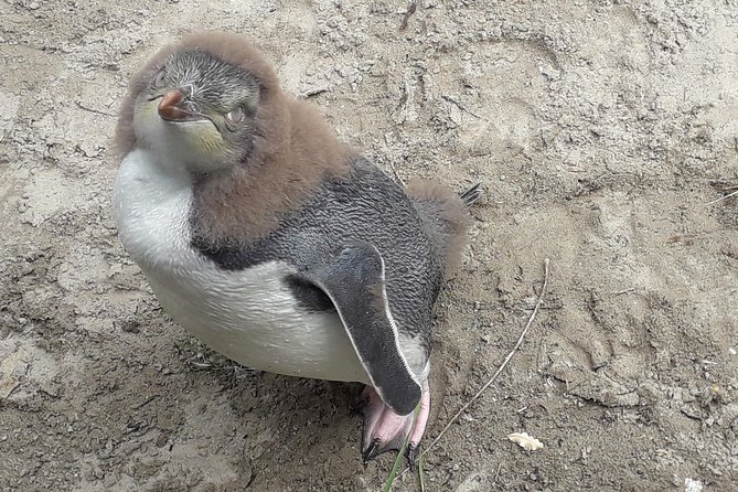 Dunedin City Highlights, Otago Peninsula Scenery & a Guided Penguin Reserve Tour - Small-group comfort, with an important vehicle warning