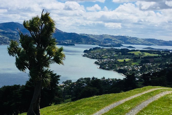 Dunedin City Highlights, Otago Peninsula Scenery & a Guided Penguin Reserve Tour - Timing and pickup for a port day