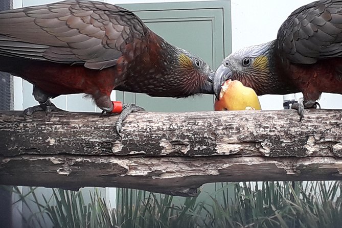 Dunedin City Highlights, Otago Peninsula Scenery & a Guided Penguin Reserve Tour - Dunedin Botanic Garden and its upper slopes