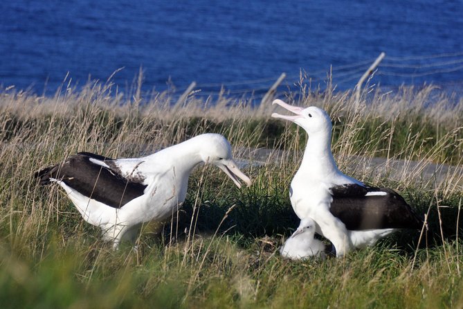 Dunedin City Highlights, Otago Peninsula Scenery & Albatross Guided Tour - Key points at a glance